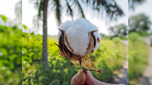 Organic Cotton Farming